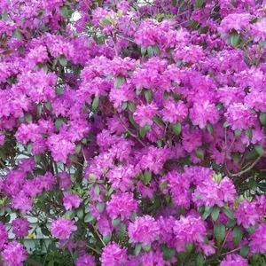 Meet your Posher, Verne